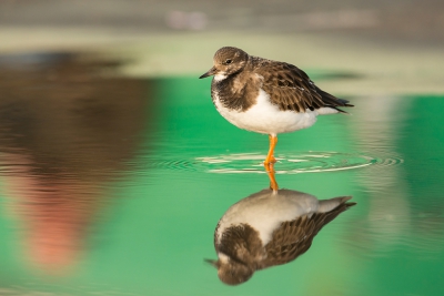 <i class='fa fa-user'></i>&nbsp;Willem Verhagen&nbsp;|   Steenloper&nbsp; <i class='fa fa-eye'>&nbsp;392</i> &nbsp; <i class='fa fa-comment-o'>&nbsp;4</i>