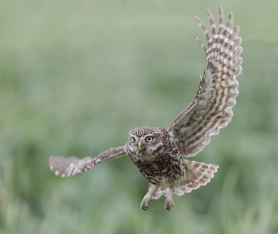 <i class='fa fa-user'></i>&nbsp;Eric van Roon&nbsp;|   Steenuil&nbsp; <i class='fa fa-eye'>&nbsp;555</i> &nbsp;<i class='fa fa-thumbs-up'>&nbsp;9</i> &nbsp; <i class='fa fa-comment-o'>&nbsp;8</i>