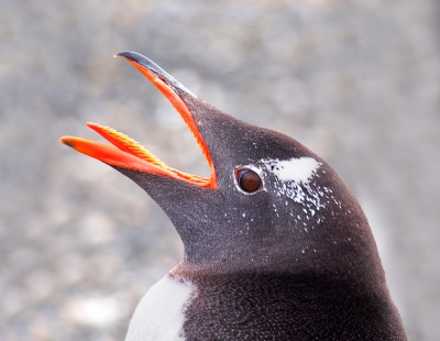 <i class='fa fa-user'></i>&nbsp;guido mwm&nbsp;|   Ezelspingu�n&nbsp; <i class='fa fa-eye'>&nbsp;355</i> &nbsp;<i class='fa fa-thumbs-up'>&nbsp;5</i> &nbsp; <i class='fa fa-comment-o'>&nbsp;20</i>