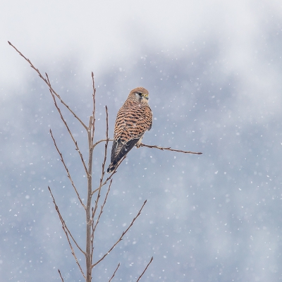 In februari dit jaar naar buiten gegaan om te fotograferen tijdens sneeuwval, zo vaak komt dat immers niet voor.

Deze torenvalk wilde wel even poseren.