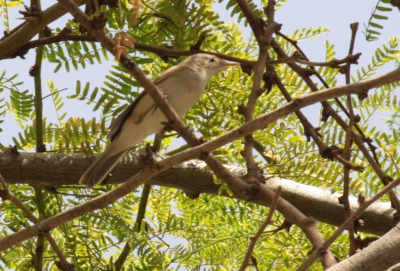 hoog in de bomen bij het hotel zat deze vogel.
Wie of wat dit is weet ik niet