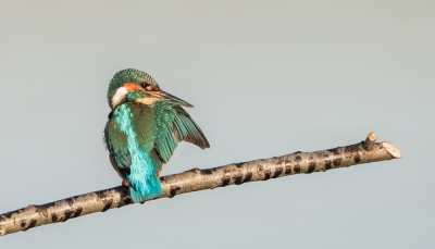 Ijsvogel gespot onder perfecte lichtomstandigheden. Herfstzonnetje en blauwe lucht in mijn favoriete vogelprovincie in Nederland.