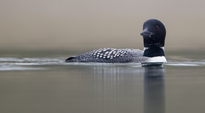 <i class='fa fa-user'></i>&nbsp;dennisstronks&nbsp;|   IJsduiker&nbsp; <i class='fa fa-eye'>&nbsp;564</i> &nbsp;<i class='fa fa-thumbs-up'>&nbsp;11</i> &nbsp; <i class='fa fa-comment-o'>&nbsp;14</i>