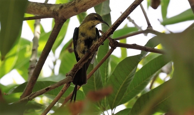 er vlogen veel honingzuigers in de tuin bij het Hotel.
Nadat ik deze foto had gemaakt zag ik dat deze honingzuiger een lange staart had.
ik dacht in eerste instantie aan een koperhoningzuiger maar deze heeft volgens het boek Birds of the Gambia and Senegal geen lange staart ,voor een beautiful sunbird is hij mijn inziens te groot, deze soort heb ik namelijk in Gambia meerdere keren gezien