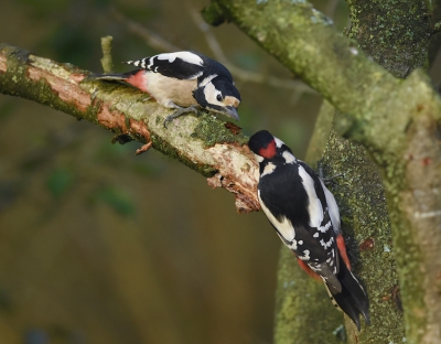 Op het ogenblik zwerven er 4 spechten door de tuin. Twee vrouwtjes en twee mannetjes en ze gunnen elkaar het licht in de ogen niet. Vanmiddag was het weer zover. Op een tak van de pruim, die in verschillende sloopsessies  al zwaar gehavend is door hun gehamer, troffen ze elkaar. Een man en een vrouw. Met de vrouw in de aanval ontstond deze interactie. Heerlijk!!!