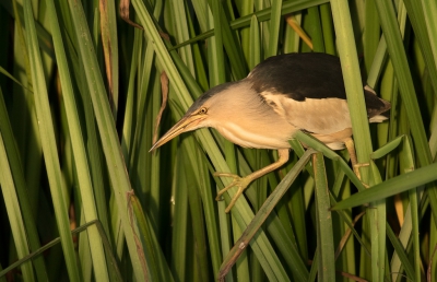 <i class='fa fa-user'></i>&nbsp;Kees Kroon&nbsp;|   Woudaap&nbsp; <i class='fa fa-eye'>&nbsp;582</i> &nbsp;<i class='fa fa-thumbs-up'>&nbsp;8</i> &nbsp; <i class='fa fa-comment-o'>&nbsp;18</i>