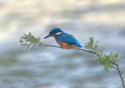 <i class='fa fa-user'></i>&nbsp;Jurgen Maassen&nbsp;|   IJsvogel&nbsp; <i class='fa fa-eye'>&nbsp;752</i> &nbsp;<i class='fa fa-thumbs-up'>&nbsp;16</i> &nbsp; <i class='fa fa-comment-o'>&nbsp;21</i>