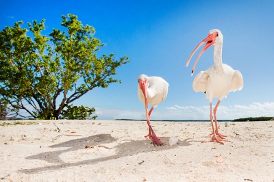 <i class='fa fa-user'></i>&nbsp;Marcel van Kammen&nbsp;|   Witte Ibis&nbsp; <i class='fa fa-eye'>&nbsp;679</i> &nbsp;<i class='fa fa-thumbs-up'>&nbsp;15</i> &nbsp; <i class='fa fa-comment-o'>&nbsp;18</i>