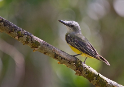 <i class='fa fa-user'></i>&nbsp;gras4711&nbsp;|   Texaanse Koningstiran&nbsp; <i class='fa fa-eye'>&nbsp;352</i> &nbsp; <i class='fa fa-comment-o'>&nbsp;3</i>