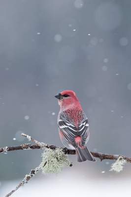 <i class='fa fa-user'></i>&nbsp;jan Luit&nbsp;|   Haakbek&nbsp; <i class='fa fa-eye'>&nbsp;535</i> &nbsp;<i class='fa fa-thumbs-up'>&nbsp;1</i> &nbsp; <i class='fa fa-comment-o'>&nbsp;8</i>