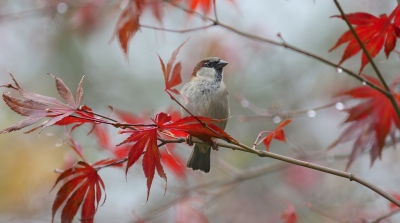 <i class='fa fa-user'></i>&nbsp;rietgors&nbsp;|   Huismus&nbsp; <i class='fa fa-eye'>&nbsp;473</i> &nbsp;<i class='fa fa-thumbs-up'>&nbsp;6</i> &nbsp; <i class='fa fa-comment-o'>&nbsp;11</i>