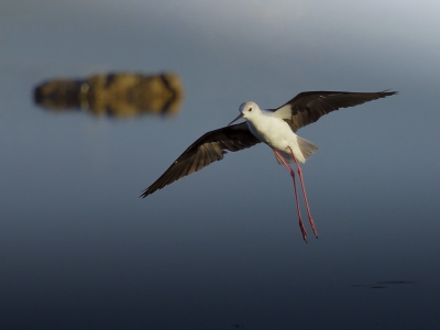 <i class='fa fa-user'></i>&nbsp;Ben Reitsma&nbsp;|   Steltkluut&nbsp; <i class='fa fa-eye'>&nbsp;505</i> &nbsp;<i class='fa fa-thumbs-up'>&nbsp;1</i> &nbsp; <i class='fa fa-comment-o'>&nbsp;8</i>