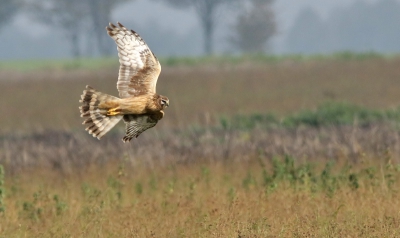 Foto genomen in een van de hamsterreservaten in onze provincie.Elk jaar verblijven enkele vrouwtjes blauwe kiek in dat gebied.Heel af en toe ook een mannetje.Ze wordennet als grote zilverreigers,blauwe reigers en buizerds aangetrokken door de muizenrijkdom in het gebied.