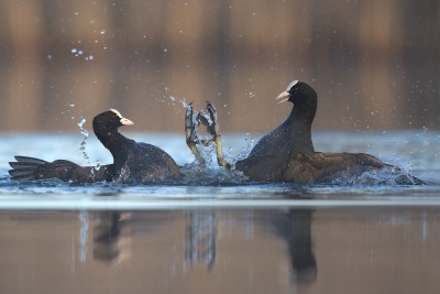 Het lijkt wel op een hi-five maar niets is minder waar de meerkoeten hadden het regelmatig aan de stok met elkaar. Ik had hier het statief in het water staan voor een zo laag mogelijk standpunt de hoekzoeker op de camera gemonteerd en op de knietjes achter de camera. Een voordeel van de hoekzoeker is dat je een nog lager standpunt in kan nemen het is wel wat lastiger om je onder werp te vinden.