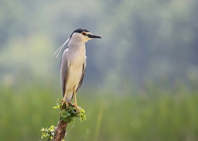 <i class='fa fa-user'></i>&nbsp;thijsglastra&nbsp;|   Kwak&nbsp; <i class='fa fa-eye'>&nbsp;783</i> &nbsp;<i class='fa fa-thumbs-up'>&nbsp;14</i> &nbsp; <i class='fa fa-comment-o'>&nbsp;27</i>