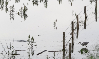 <i class='fa fa-user'></i>&nbsp;sieb&nbsp;|   Blauwe Reiger&nbsp; <i class='fa fa-eye'>&nbsp;447</i> &nbsp;<i class='fa fa-thumbs-up'>&nbsp;4</i> &nbsp; <i class='fa fa-comment-o'>&nbsp;17</i>