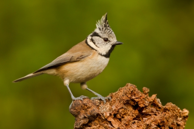 Soorten in de tuin : Met deze wintergast was ik aangenaam verrast. Ik had die nog niet eerder bij mij gezien en nu had ik er zowaar 2 tegelijk in de buurt. Doordat de zwarte mezen ze telkens wegjagen (wat zijn die dominant hier), kreeg ik maar even een paar korte kansen, welke ik wel wist te benutten. :-)