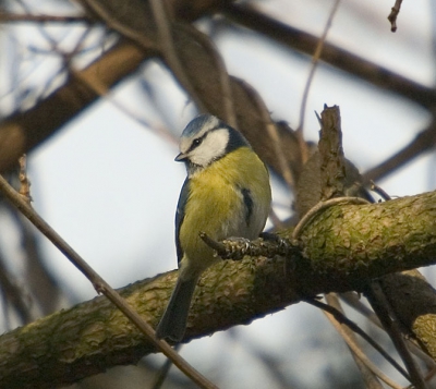 Even een blokje om geweest vanmiddag. Pimpelmees klom mooi voedsel zoekend de boom in met hier een daar een mooi pause.

300d 50-500mm 500mm iso 400 F6.3 1/1000 uit de hand leunend tegen een boom aan.