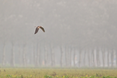 <i class='fa fa-user'></i>&nbsp;Gert-Jan Cromwijk&nbsp;|   Steppekiekendief&nbsp; <i class='fa fa-eye'>&nbsp;453</i> &nbsp;<i class='fa fa-thumbs-up'>&nbsp;1</i> &nbsp; <i class='fa fa-comment-o'>&nbsp;6</i>