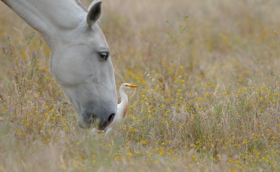<i class='fa fa-user'></i>&nbsp;Hans Overduin&nbsp;|   Koereiger&nbsp; <i class='fa fa-eye'>&nbsp;584</i> &nbsp;<i class='fa fa-thumbs-up'>&nbsp;6</i> &nbsp; <i class='fa fa-comment-o'>&nbsp;11</i>