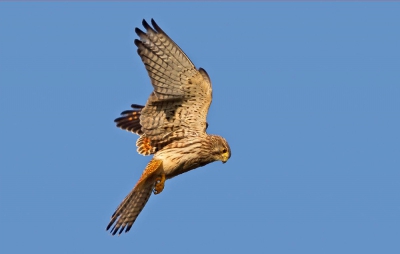 Biddende torenvalk op zoek naar een muisje op de grond.