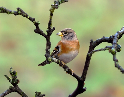 <i class='fa fa-user'></i>&nbsp;henkdikkers&nbsp;|   Keep&nbsp; <i class='fa fa-eye'>&nbsp;567</i> &nbsp;<i class='fa fa-thumbs-up'>&nbsp;12</i> &nbsp; <i class='fa fa-comment-o'>&nbsp;20</i>