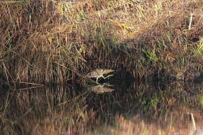 <i class='fa fa-user'></i>&nbsp;hjstukker&nbsp;|   Roerdomp&nbsp; <i class='fa fa-eye'>&nbsp;550</i> &nbsp;<i class='fa fa-thumbs-up'>&nbsp;3</i> &nbsp; <i class='fa fa-comment-o'>&nbsp;8</i>