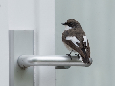 Vogels dicht bij huis. Ik volg nog steeds de maandopdracht omdat ik dat leuk vind en leerzaam. Deze heb ik gemaakt in mei. Naast de deur hangt een nestkast waar deze broeden en ze gebruiken de deurklinkt als aanvliegroute. Om dit te fotograferen achter in de tuin gezeten.