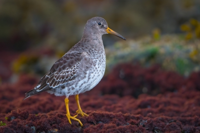 <i class='fa fa-user'></i>&nbsp;Hans Overduin&nbsp;|   Paarse Strandloper&nbsp; <i class='fa fa-eye'>&nbsp;483</i> &nbsp;<i class='fa fa-thumbs-up'>&nbsp;12</i> &nbsp; <i class='fa fa-comment-o'>&nbsp;14</i>