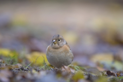 <i class='fa fa-user'></i>&nbsp;Ties Niehof&nbsp;|   Keep&nbsp; <i class='fa fa-eye'>&nbsp;322</i> &nbsp;<i class='fa fa-thumbs-up'>&nbsp;1</i> &nbsp; <i class='fa fa-comment-o'>&nbsp;4</i>