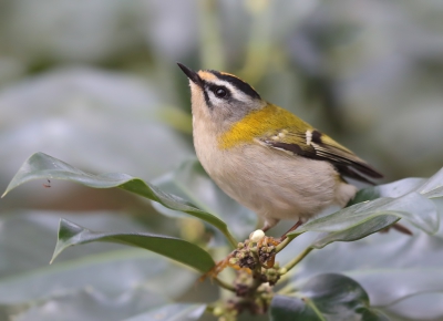 <i class='fa fa-user'></i>&nbsp;loek van de Leur&nbsp;|   Vuurgoudhaan&nbsp; <i class='fa fa-eye'>&nbsp;552</i> &nbsp;<i class='fa fa-thumbs-up'>&nbsp;8</i> &nbsp; <i class='fa fa-comment-o'>&nbsp;12</i>