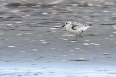 <i class='fa fa-user'></i>&nbsp;advanduren&nbsp;|   Drieteenstrandloper&nbsp; <i class='fa fa-eye'>&nbsp;305</i> &nbsp;<i class='fa fa-thumbs-up'>&nbsp;4</i> &nbsp; <i class='fa fa-comment-o'>&nbsp;7</i>