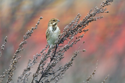 <i class='fa fa-user'></i>&nbsp;Mies&nbsp;|   Rietgors&nbsp; <i class='fa fa-eye'>&nbsp;532</i> &nbsp;<i class='fa fa-thumbs-up'>&nbsp;8</i> &nbsp; <i class='fa fa-comment-o'>&nbsp;16</i>