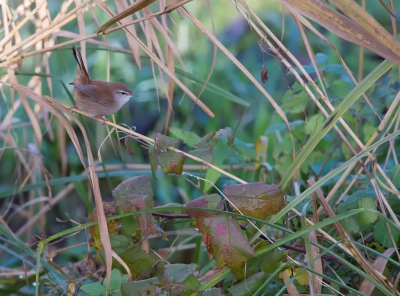 <i class='fa fa-user'></i>&nbsp;LeerdammerKees&nbsp;|   Cetti's Zanger&nbsp; <i class='fa fa-eye'>&nbsp;607</i> &nbsp;<i class='fa fa-thumbs-up'>&nbsp;15</i> &nbsp; <i class='fa fa-comment-o'>&nbsp;21</i>