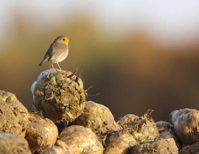 <i class='fa fa-user'></i>&nbsp;loek van de Leur&nbsp;|   Roodborst&nbsp; <i class='fa fa-eye'>&nbsp;348</i> &nbsp; <i class='fa fa-comment-o'>&nbsp;11</i>