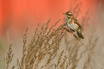 <i class='fa fa-user'></i>&nbsp;Mies&nbsp;|   Koperwiek&nbsp; <i class='fa fa-eye'>&nbsp;598</i> &nbsp;<i class='fa fa-thumbs-up'>&nbsp;6</i> &nbsp; <i class='fa fa-comment-o'>&nbsp;13</i>