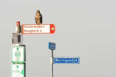 <i class='fa fa-user'></i>&nbsp;Truus Aletta Maan&nbsp;|   Buizerd&nbsp; <i class='fa fa-eye'>&nbsp;530</i> &nbsp;<i class='fa fa-thumbs-up'>&nbsp;1</i> &nbsp; <i class='fa fa-comment-o'>&nbsp;10</i>