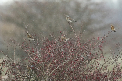 <i class='fa fa-user'></i>&nbsp;Frank Kremer&nbsp;|   Kramsvogel&nbsp; <i class='fa fa-eye'>&nbsp;623</i> &nbsp;<i class='fa fa-thumbs-up'>&nbsp;7</i> &nbsp; <i class='fa fa-comment-o'>&nbsp;16</i>