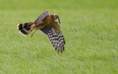 <i class='fa fa-user'></i>&nbsp;dennisstronks&nbsp;|   Steppekiekendief&nbsp; <i class='fa fa-eye'>&nbsp;829</i> &nbsp;<i class='fa fa-thumbs-up'>&nbsp;13</i> &nbsp; <i class='fa fa-comment-o'>&nbsp;17</i>