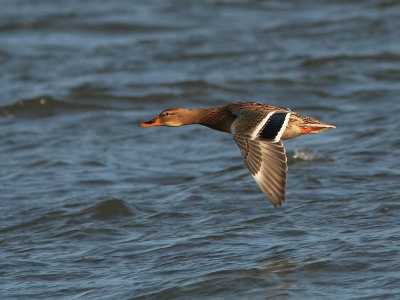 Gisteren ook een poos langs de Nederrijn gezeten om wat vliegbeelden te maken. Tussen de buien door kwam deze eend langs.

300mm + 1.4x 1/1600 F7.1 iso 400 -2/3 vanaf eenpoot