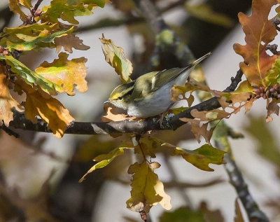 <i class='fa fa-user'></i>&nbsp;Marco Simonis&nbsp;|   Pallas' Boszanger&nbsp; <i class='fa fa-eye'>&nbsp;481</i> &nbsp; <i class='fa fa-comment-o'>&nbsp;10</i>