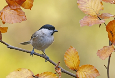 <i class='fa fa-user'></i>&nbsp;Gejo Wassink&nbsp;|   Glanskop&nbsp; <i class='fa fa-eye'>&nbsp;735</i> &nbsp;<i class='fa fa-thumbs-up'>&nbsp;16</i> &nbsp; <i class='fa fa-comment-o'>&nbsp;29</i>