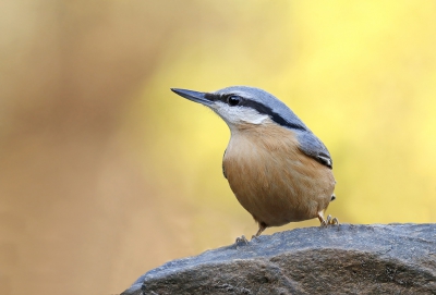 <i class='fa fa-user'></i>&nbsp;Gejo Wassink&nbsp;|   Boomklever&nbsp; <i class='fa fa-eye'>&nbsp;287</i> &nbsp;<i class='fa fa-thumbs-up'>&nbsp;7</i> &nbsp; <i class='fa fa-comment-o'>&nbsp;21</i>