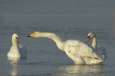 Mijn eerste foto op Birdpix. Ik ben 12 jaar en fotografeer pas (met de spullen van mijn vader). Ik hoop dat jullie deze foto mooi vinden en vertellen wat er beter kan.