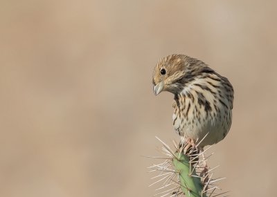 <i class='fa fa-user'></i>&nbsp;Marie-Jos� Boon&nbsp;|   Grauwe Gors&nbsp; <i class='fa fa-eye'>&nbsp;542</i> &nbsp;<i class='fa fa-thumbs-up'>&nbsp;9</i> &nbsp; <i class='fa fa-comment-o'>&nbsp;17</i>