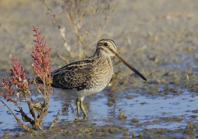 <i class='fa fa-user'></i>&nbsp;Ben Reitsma&nbsp;|   Watersnip&nbsp; <i class='fa fa-eye'>&nbsp;470</i> &nbsp;<i class='fa fa-thumbs-up'>&nbsp;4</i> &nbsp; <i class='fa fa-comment-o'>&nbsp;5</i>