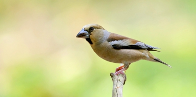 Bij de boshut op het Nationaal Park De Hoge Veluwe was het een drukte van belang met vogels en fotografen. O.m. kwamen er regelmatig Appelvinken langs.