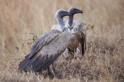 <i class='fa fa-user'></i>&nbsp;peter wijn&nbsp;|   Witruggier&nbsp; <i class='fa fa-eye'>&nbsp;399</i> &nbsp;<i class='fa fa-thumbs-up'>&nbsp;7</i> &nbsp; <i class='fa fa-comment-o'>&nbsp;14</i>