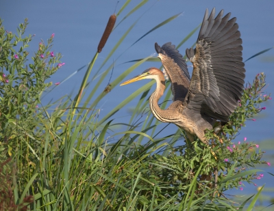 <i class='fa fa-user'></i>&nbsp;keesvanderklauw&nbsp;|   Purperreiger&nbsp; <i class='fa fa-eye'>&nbsp;432</i> &nbsp;<i class='fa fa-thumbs-up'>&nbsp;8</i> &nbsp; <i class='fa fa-comment-o'>&nbsp;11</i>