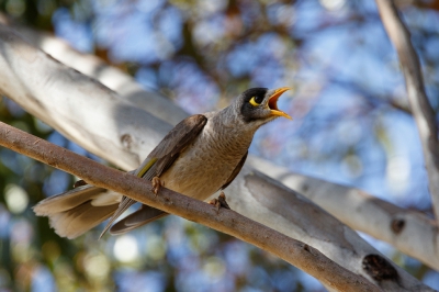 <i class='fa fa-user'></i>&nbsp;Kees de Jager&nbsp;|   Tuinhoningeter&nbsp; <i class='fa fa-eye'>&nbsp;203</i> &nbsp; <i class='fa fa-comment-o'>&nbsp;2</i>